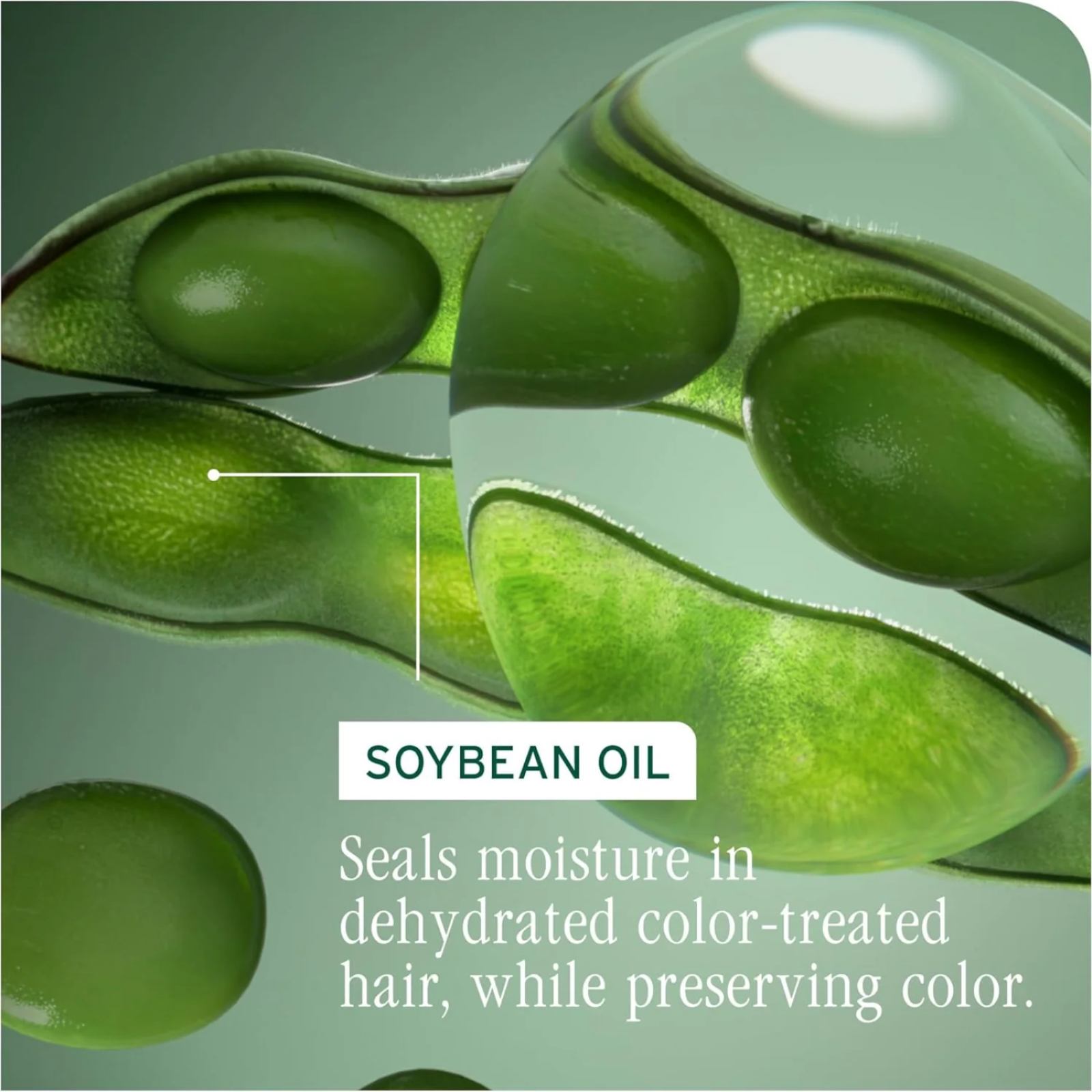 Biolage Color Last Holiday Kit (Color-safe holiday care)